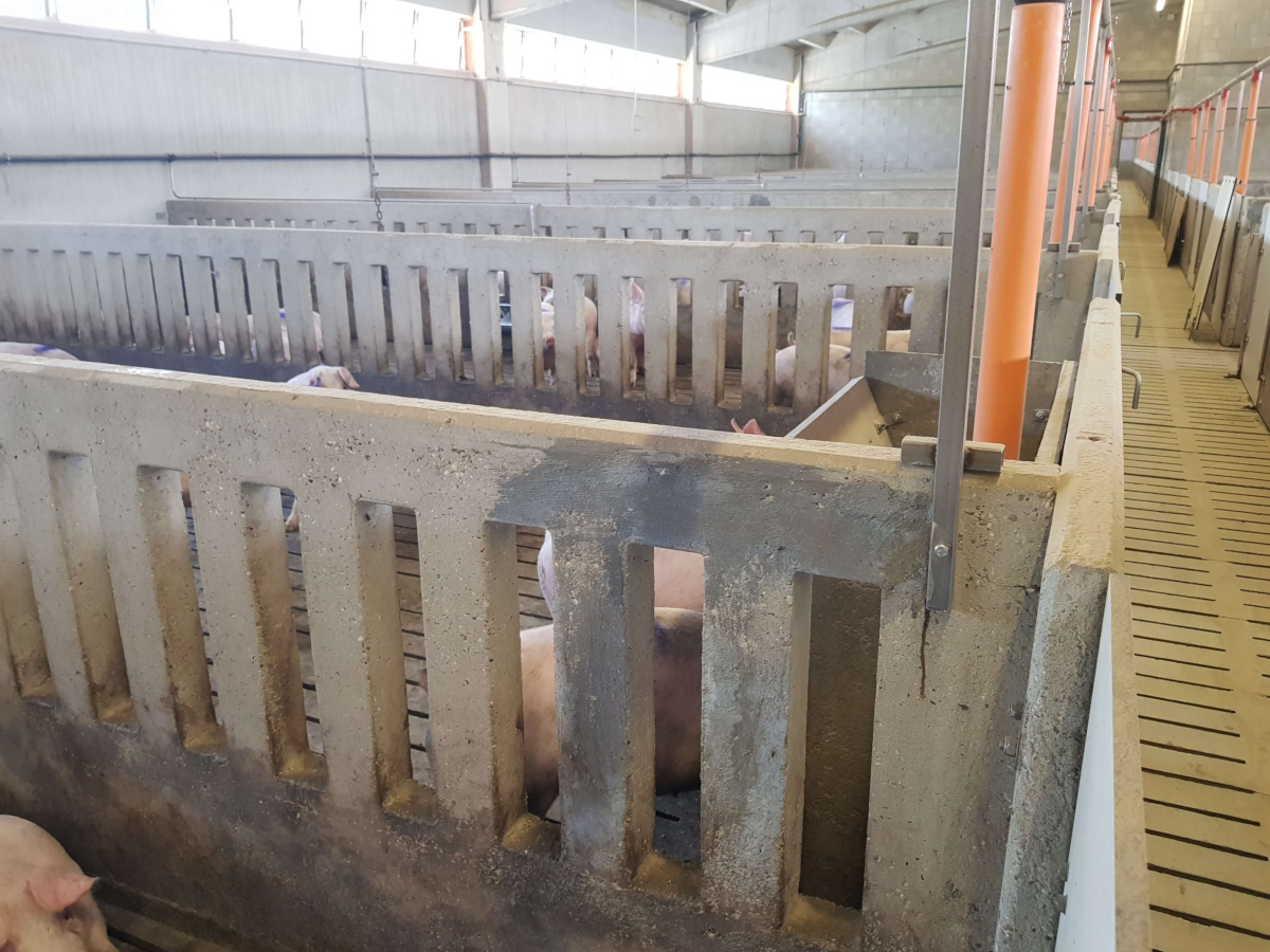 Ecobeton Strutturale zastosowany w chlewni